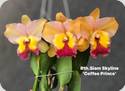 Rlc. Siam Skyline Coffee Prince